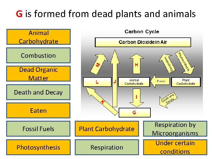 G is formed from dead plants and animals Animal Carbohydrate Combustion Dead Organic Matter