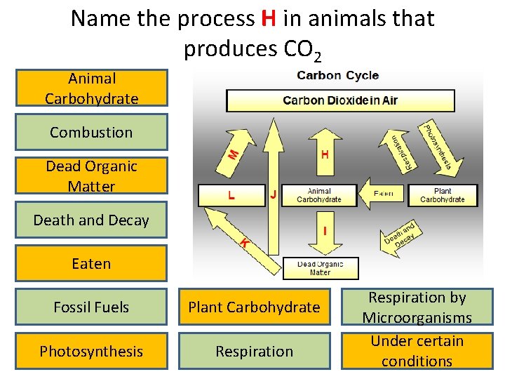 Name the process H in animals that produces CO 2 Animal Carbohydrate Combustion Dead