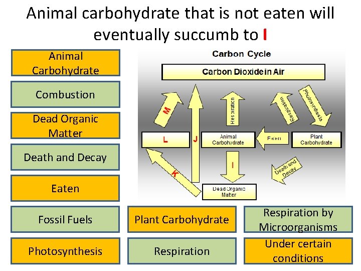 Animal carbohydrate that is not eaten will eventually succumb to I Animal Carbohydrate Combustion