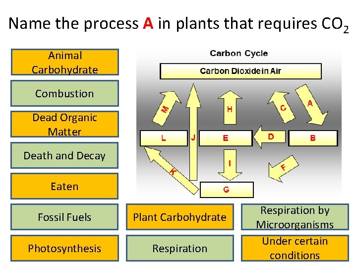 Name the process A in plants that requires CO 2 Animal Carbohydrate Combustion Dead