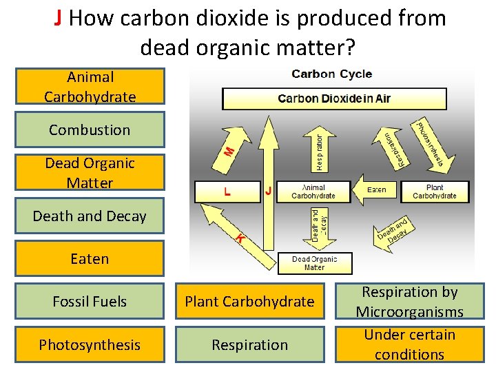 J How carbon dioxide is produced from dead organic matter? Animal Carbohydrate Combustion Dead
