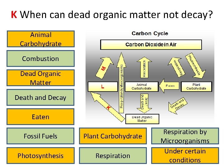 K When can dead organic matter not decay? Animal Carbohydrate Combustion Dead Organic Matter