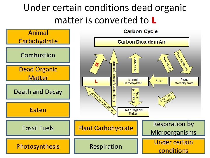 Under certain conditions dead organic matter is converted to L Animal Carbohydrate Combustion Dead