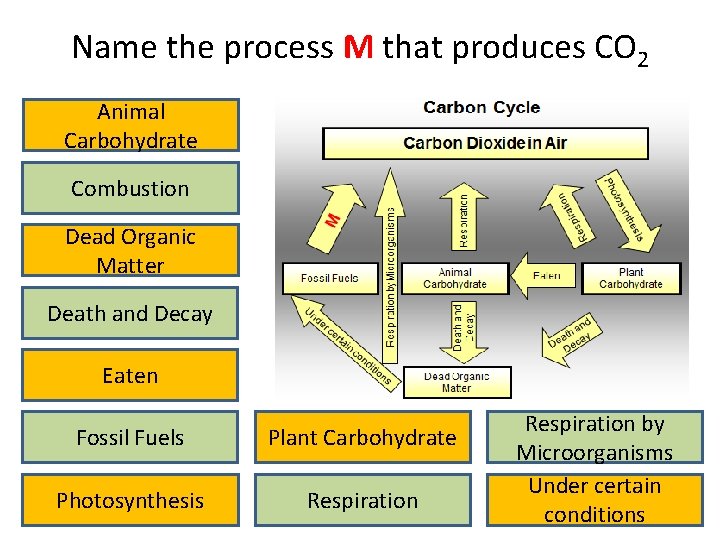 Name the process M that produces CO 2 Animal Carbohydrate Combustion Dead Organic Matter