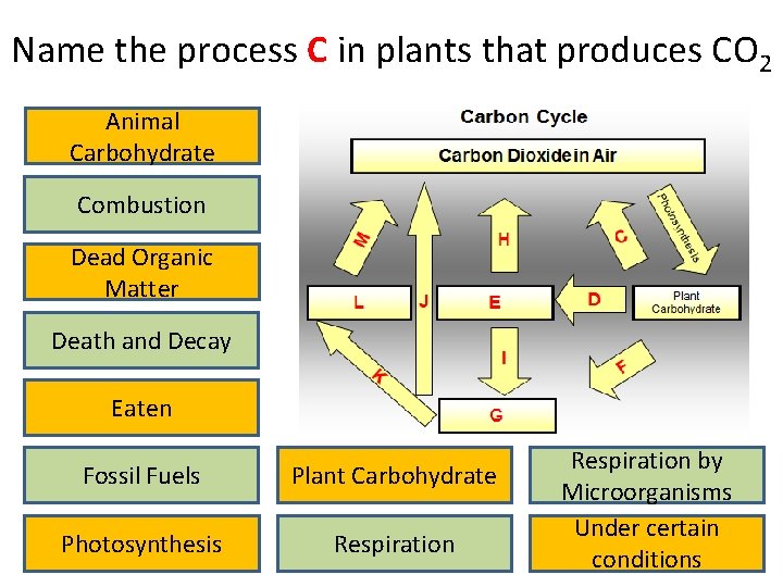 Name the process C in plants that produces CO 2 Animal Carbohydrate Combustion Dead