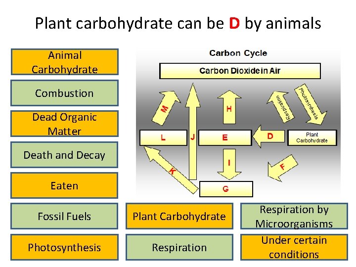 Plant carbohydrate can be D by animals Animal Carbohydrate Combustion Dead Organic Matter Death