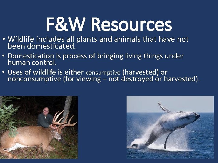 F&W Resources • Wildlife includes all plants and animals that have not been domesticated.