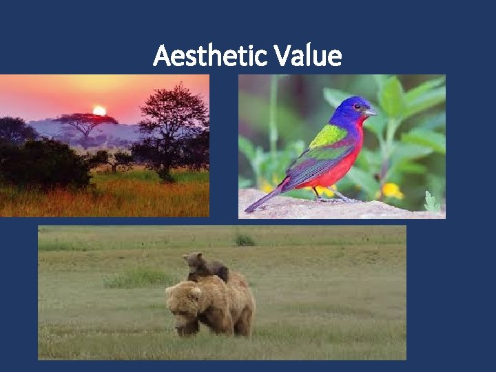 Aesthetic Value 