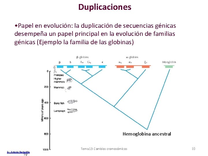 Duplicaciones • Papel en evolución: la duplicación de secuencias génicas desempeña un papel principal