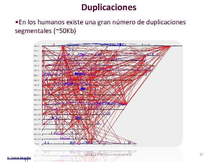 Duplicaciones • En los humanos existe una gran número de duplicaciones segmentales (~50 Kb)