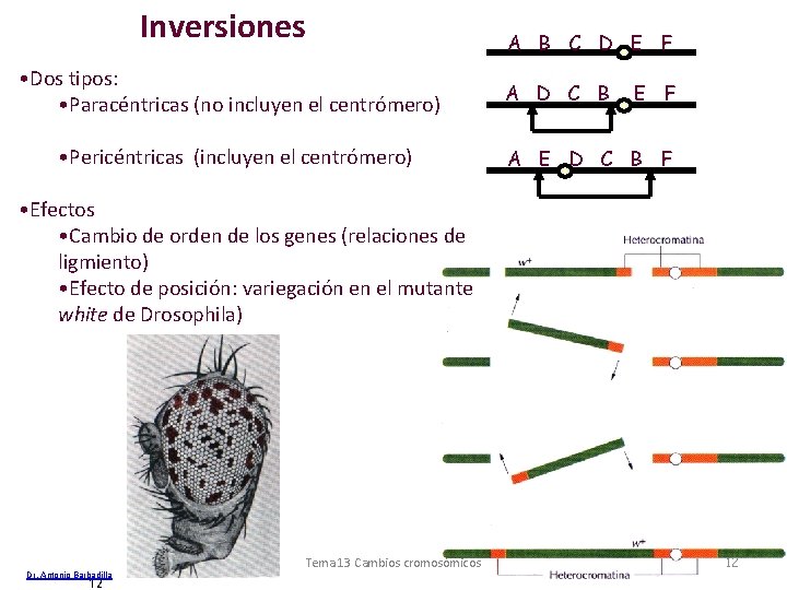 Inversiones • Dos tipos: • Paracéntricas (no incluyen el centrómero) • Pericéntricas (incluyen el