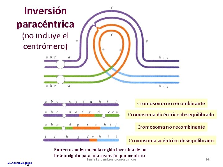 Inversión paracéntrica (no incluye el centrómero) Cromosoma no recombinante Cromosoma dicéntrico desequilibrado Cromosoma no