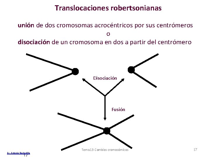 Translocaciones robertsonianas unión de dos cromosomas acrocéntricos por sus centrómeros o disociación de un