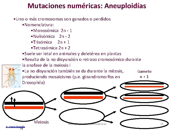 Mutaciones numéricas: Aneuploidías • Uno o más cromosomas son ganados o perdidos • Nomenclatura: