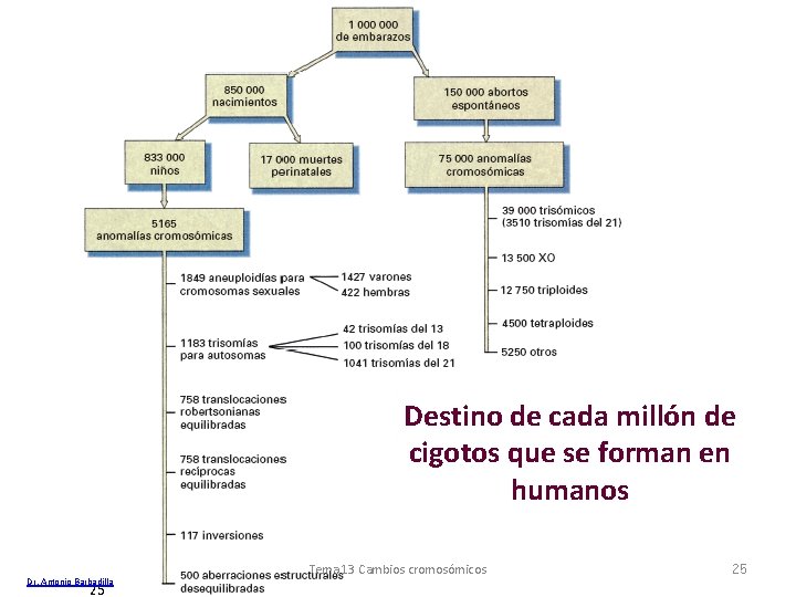 Destino de cada millón de cigotos que se forman en humanos Dr. Antonio Barbadilla