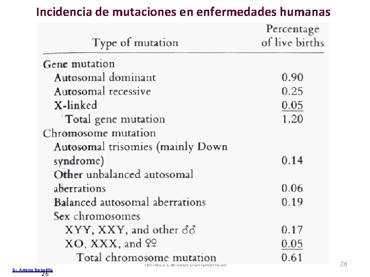 Incidencia de mutaciones en enfermedades humanas Dr. Antonio Barbadilla 26 Tema 13 Cambios cromosómicos