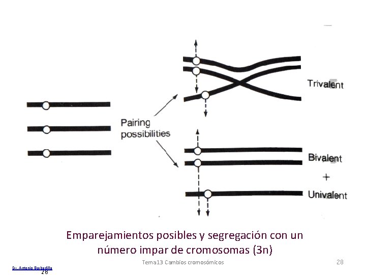 Emparejamientos posibles y segregación con un número impar de cromosomas (3 n) Dr. Antonio