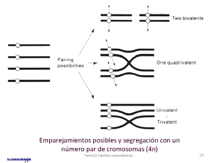 Emparejamientos posibles y segregación con un número par de cromosomas (4 n) Dr. Antonio