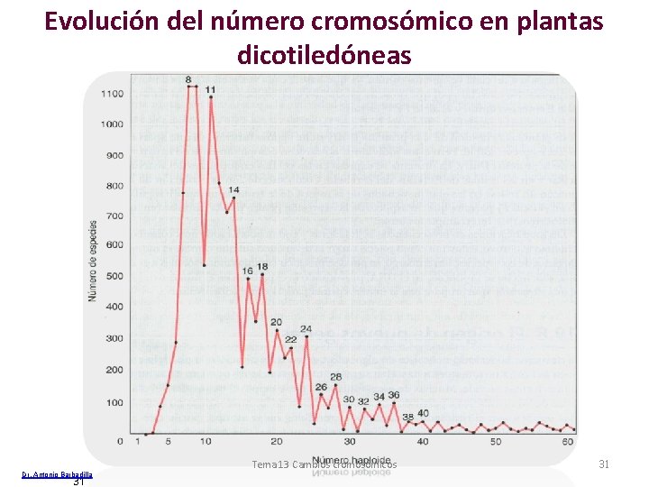 Evolución del número cromosómico en plantas dicotiledóneas Dr. Antonio Barbadilla 31 Tema 13 Cambios
