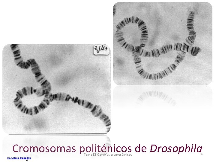 Cromosomas politénicos de Drosophila Dr. Antonio Barbadilla 4 Tema 13 Cambios cromosómicos 4 