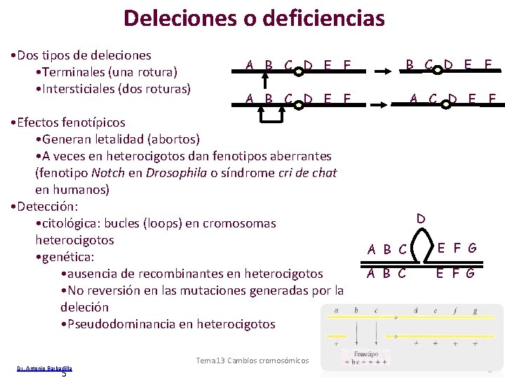 Deleciones o deficiencias • Dos tipos de deleciones • Terminales (una rotura) • Intersticiales