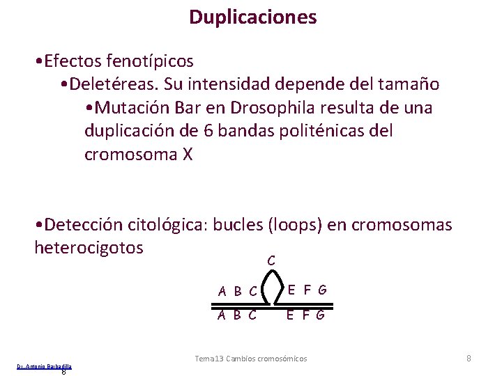 Duplicaciones • Efectos fenotípicos • Deletéreas. Su intensidad depende del tamaño • Mutación Bar