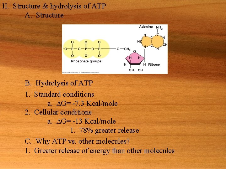 II. Structure & hydrolysis of ATP A. Structure B. Hydrolysis of ATP 1. Standard