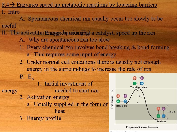 8. 4 Enzymes speed up metabolic reactions by lowering barriers I. Intro A. Spontaneous