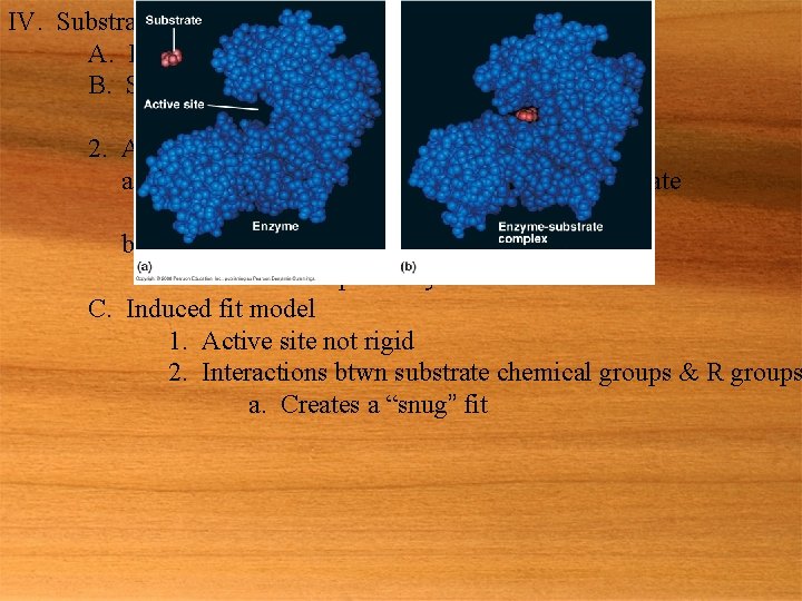 IV. Substrate specificity of enzymes A. E+S ES E+P B. Specificity 1. Arises from