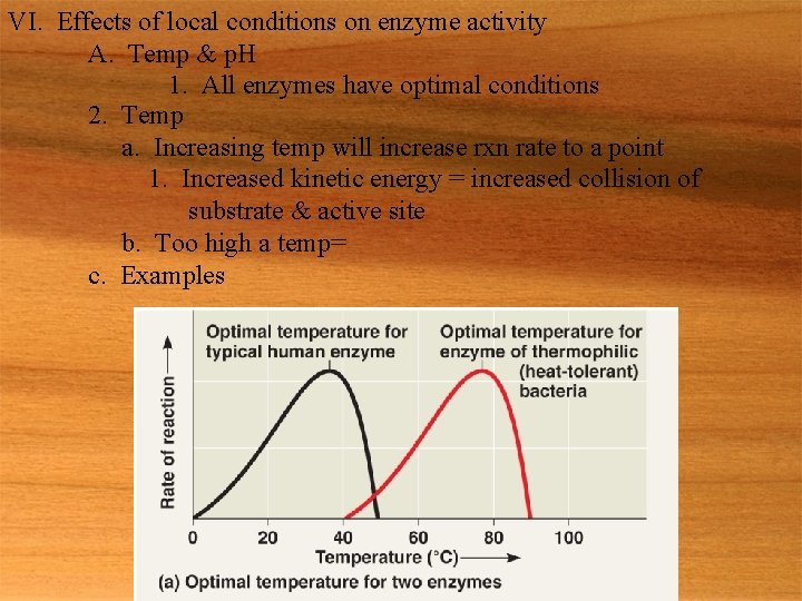 VI. Effects of local conditions on enzyme activity A. Temp & p. H 1.