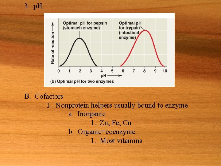 3. p. H B. Cofactors 1. Nonprotein helpers usually bound to enzyme a. Inorganic