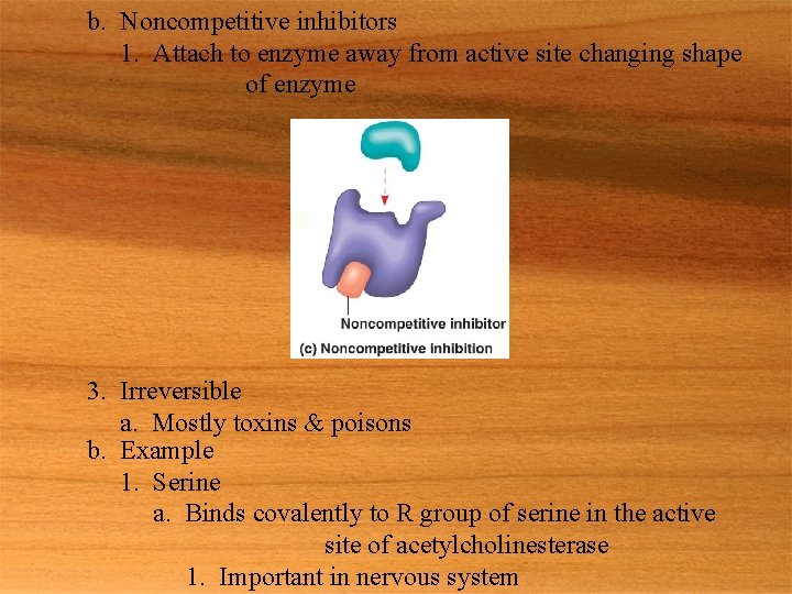 b. Noncompetitive inhibitors 1. Attach to enzyme away from active site changing shape of