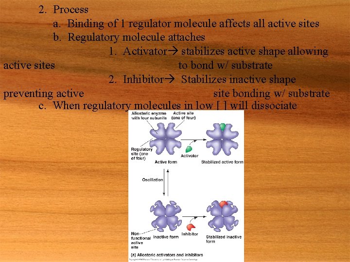 2. Process a. Binding of 1 regulator molecule affects all active sites b. Regulatory