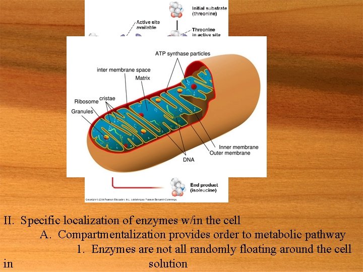 II. Specific localization of enzymes w/in the cell A. Compartmentalization provides order to metabolic