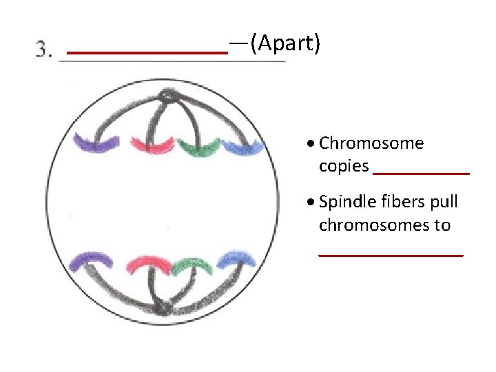 _______—(Apart) · Chromosome copies _____ · Spindle fibers pull chromosomes to ________ 