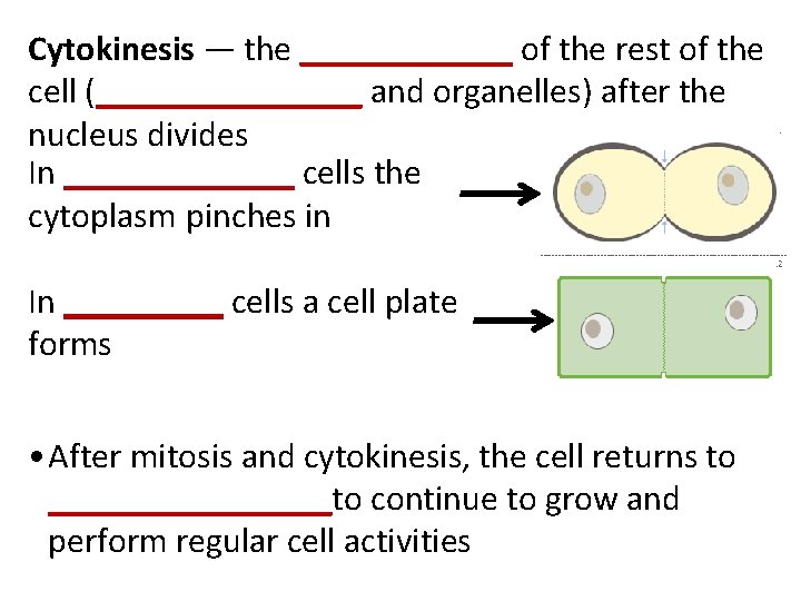 Cytokinesis — the ______ of the rest of the cell (________ and organelles) after