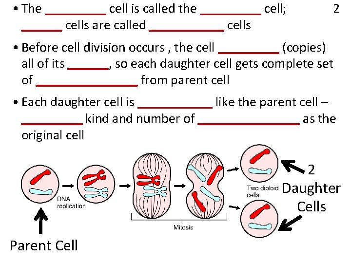  • The _____ cell is called the _____ cell; ______ cells are called