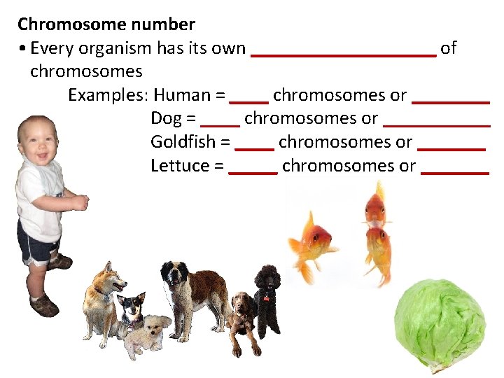 Chromosome number • Every organism has its own __________ of chromosomes Examples: Human =
