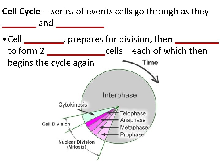 Cell Cycle -- series of events cells go through as they _______ and _____