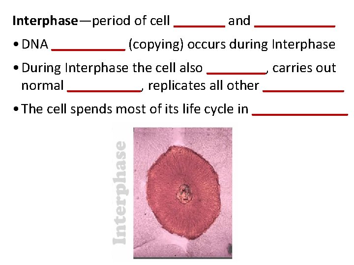 Interphase—period of cell _______ and ______ • DNA _____ (copying) occurs during Interphase •