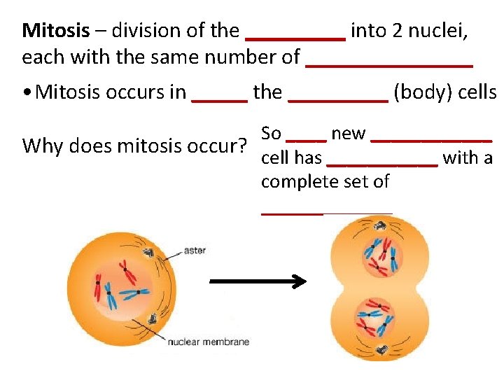 Mitosis – division of the _____ into 2 nuclei, each with the same number