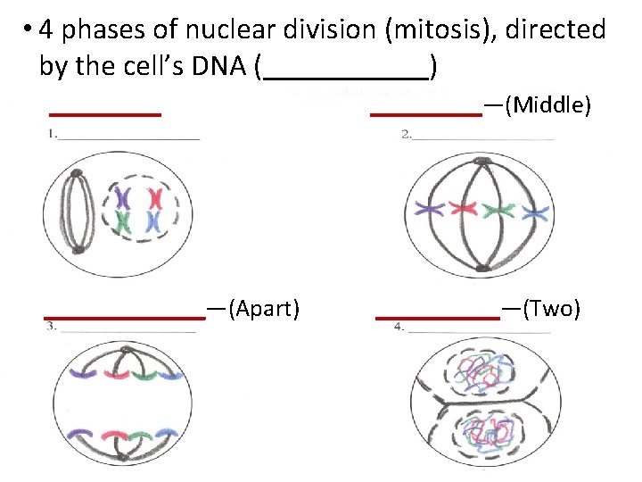  • 4 phases of nuclear division (mitosis), directed by the cell’s DNA (______)