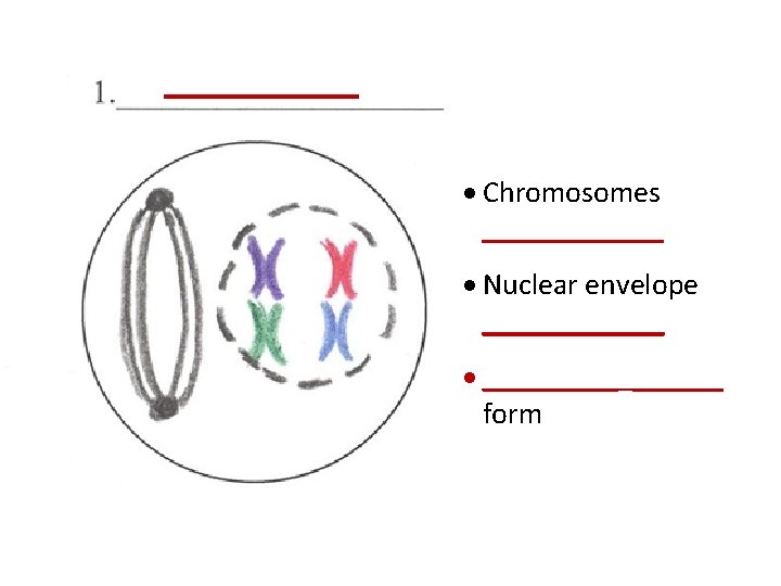 _____ · Chromosomes _______ · Nuclear envelope ______ · ______ form 