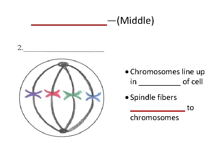 _______—(Middle) · Chromosomes line up in _____ of cell · Spindle fibers _______ to