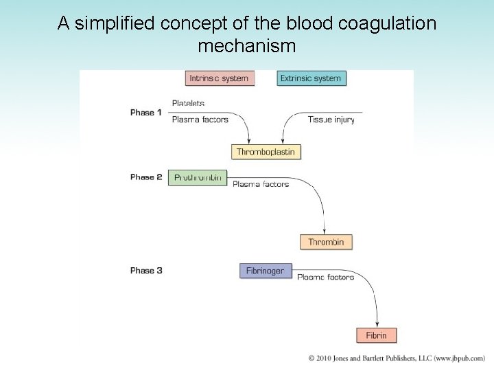 A simplified concept of the blood coagulation mechanism 