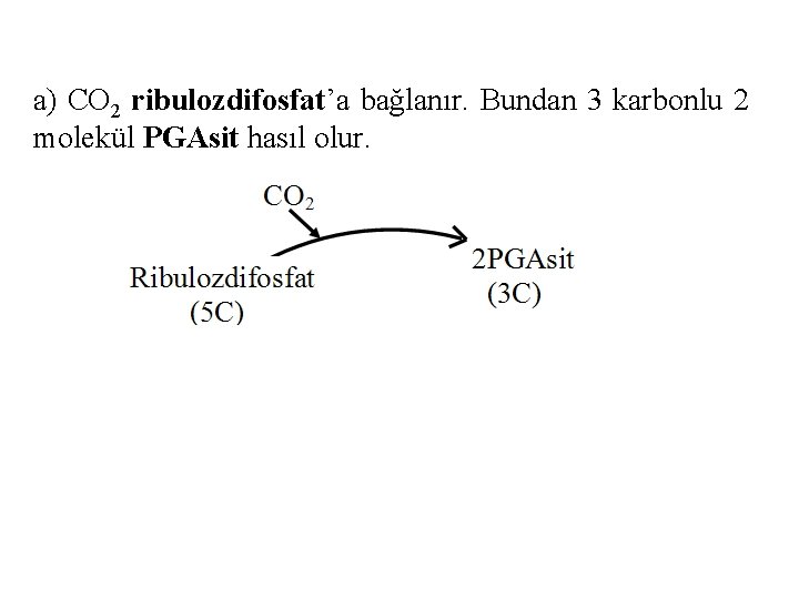 a) CO 2 ribulozdifosfat’a bağlanır. Bundan 3 karbonlu 2 molekül PGAsit hasıl olur. 