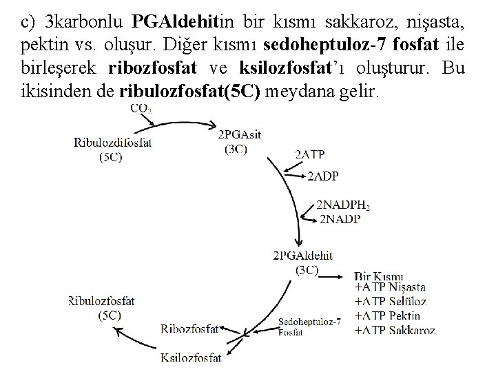 c) 3 karbonlu PGAldehitin bir kısmı sakkaroz, nişasta, pektin vs. oluşur. Diğer kısmı sedoheptuloz-7