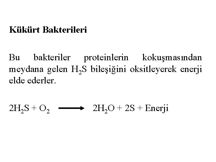 Kükürt Bakterileri Bu bakteriler proteinlerin kokuşmasından meydana gelen H 2 S bileşiğini oksitleyerek enerji