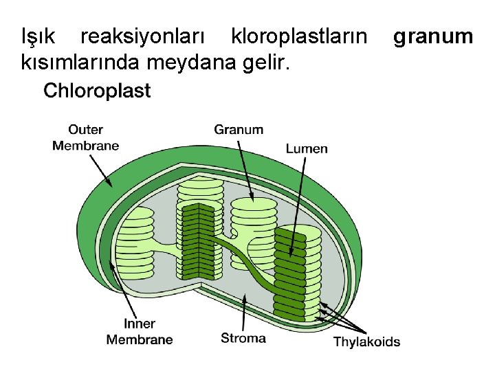 Işık reaksiyonları kloroplastların kısımlarında meydana gelir. granum 