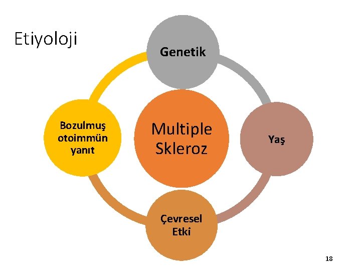 Etiyoloji Bozulmuş otoimmün yanıt Genetik Multiple Skleroz Yaş Çevresel Etki 18 